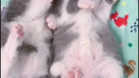 Guess if they're asleep