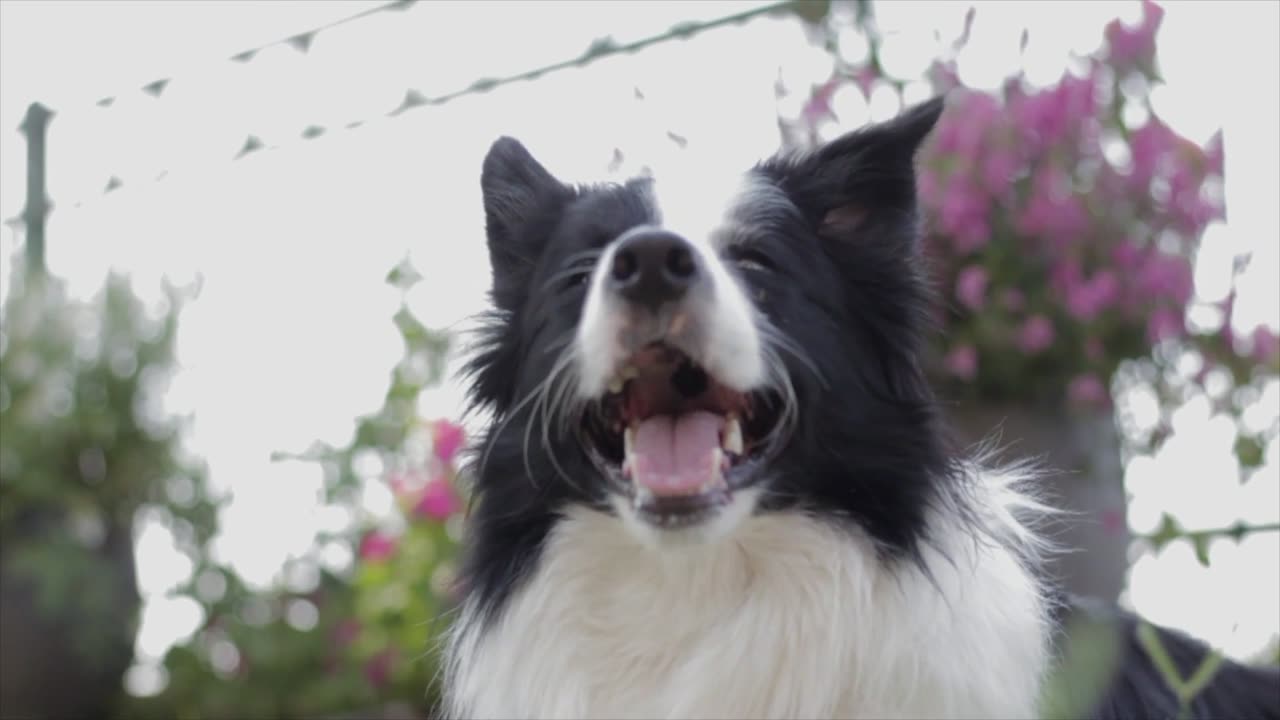 Border Collie Dog Panting