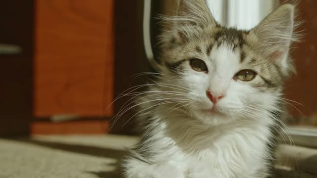 funny cat