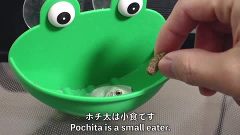 ムチムチのカエルが可愛すぎる Isn't this frog cute?