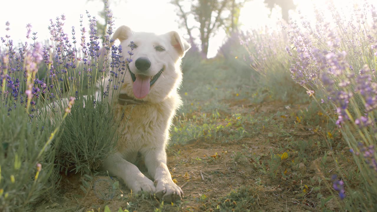 Dog discovery footage