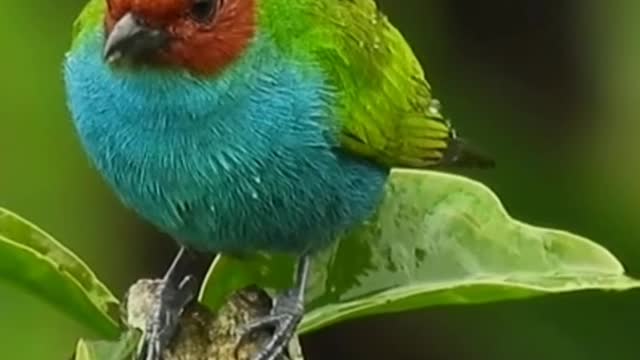 birds animal planet