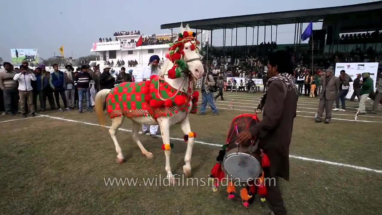 Horse dancing to the rhythm of dhol_ Only in India