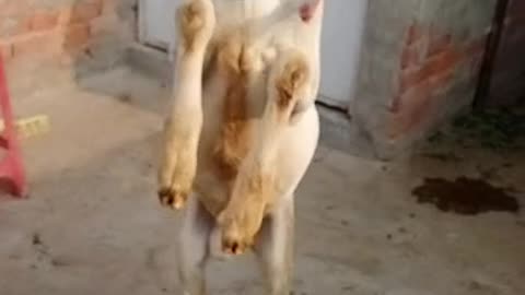 Goat jumping 🐐