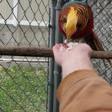 He LOVES Them! Hand feeding a pheasant :)