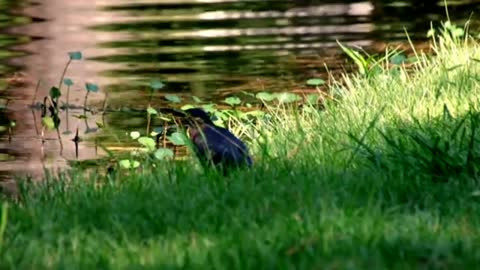 Relaxing Music | Sleeping, Meditation, Stress Relief | [1530] ⭐️