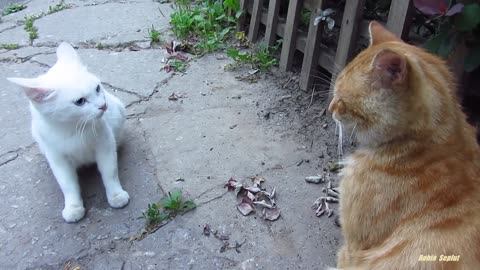 😒😒😢😢😢 White Cat is Angry To Brown 😭😭😭😭