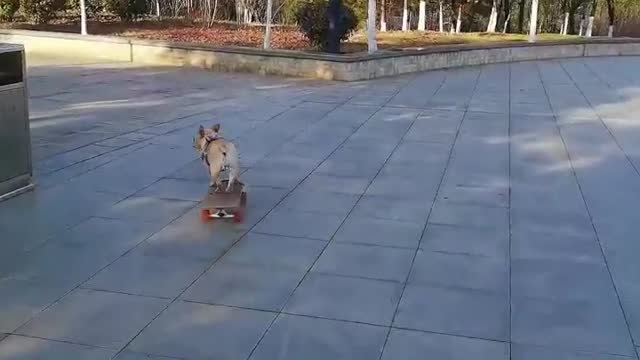 SkateDog-15