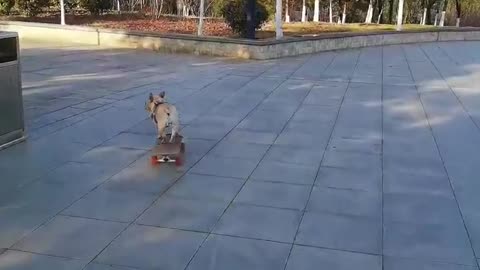 SkateDog-15