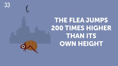 50 Cute Animal Facts That Will Melt Your Heart
