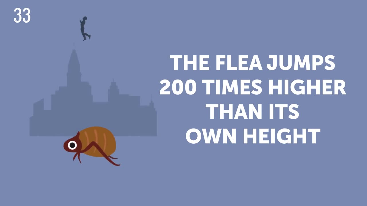 50 Cute Animal Facts That Will Melt Your Heart