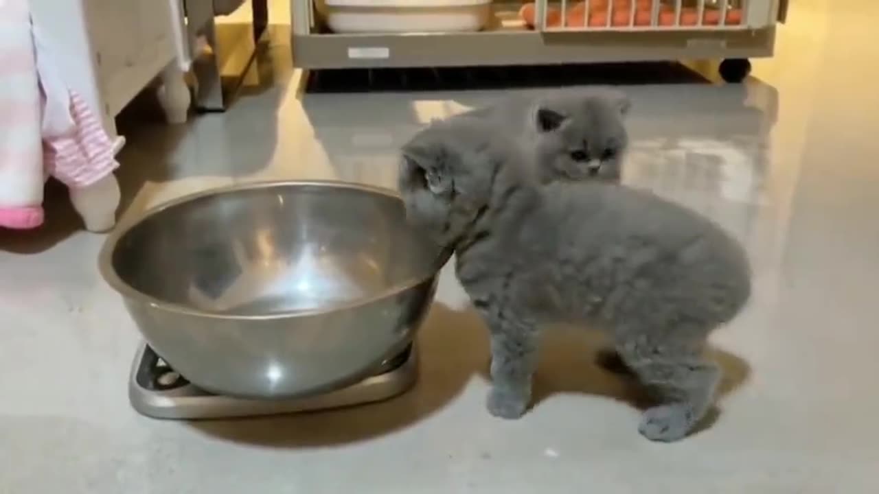 Little Cat Trapped in the Bowl