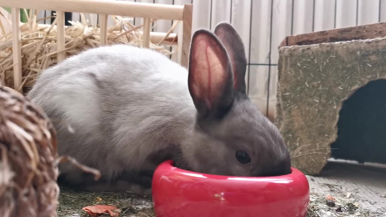 Bunny Rabit is drinking water