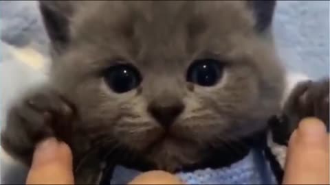 ULTIMATE|| Animal Compilation || Funny Fails || viral || comedy