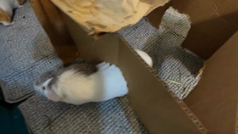 Overly dramatic guinea pigs