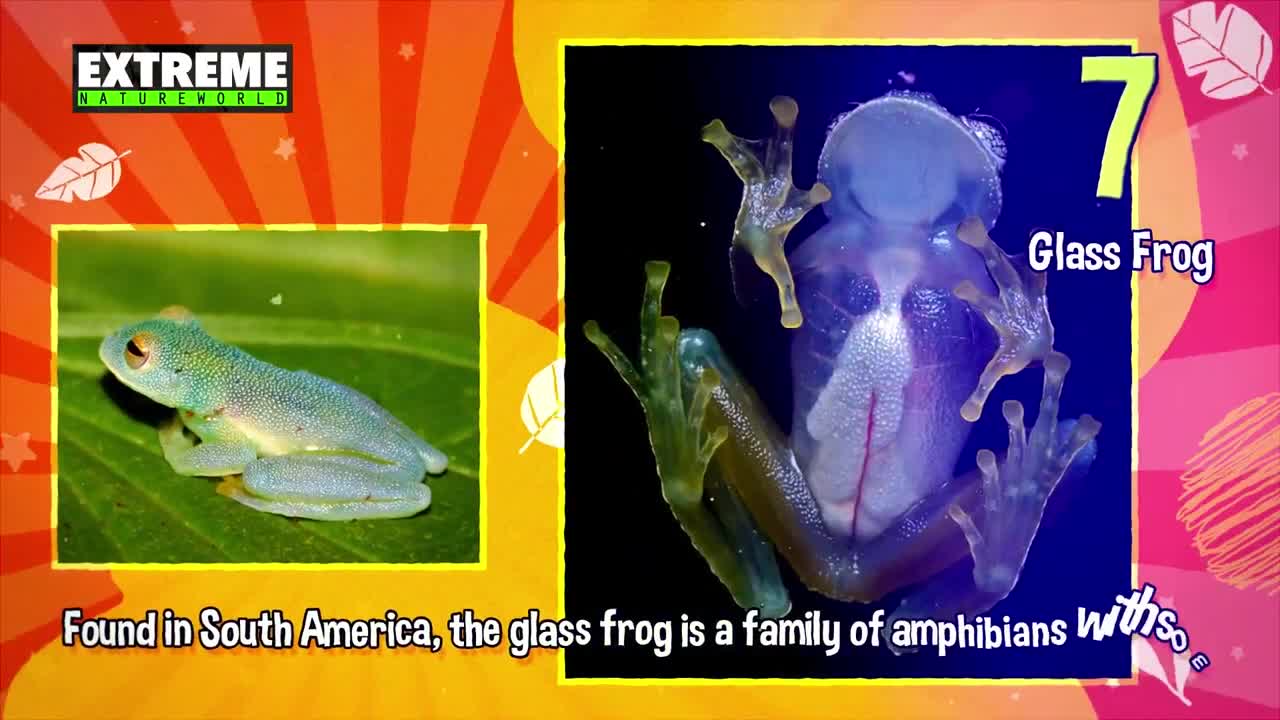 0 Strangest Animals On Earth That You Probably Don’t Know - Episode01