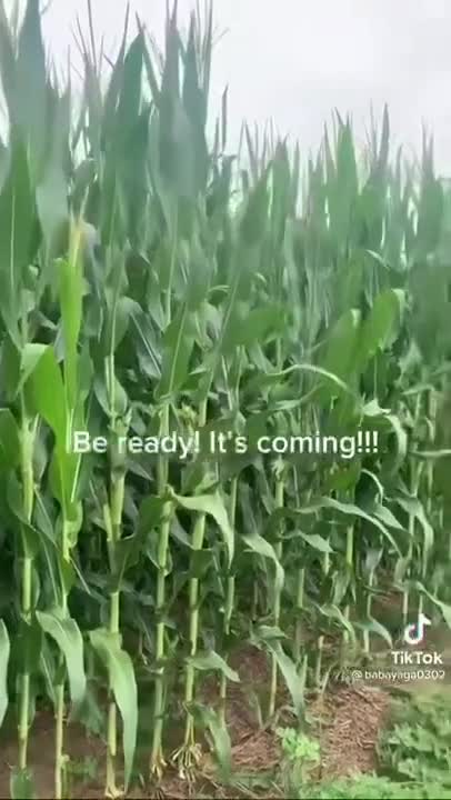 They're going after the food supply!