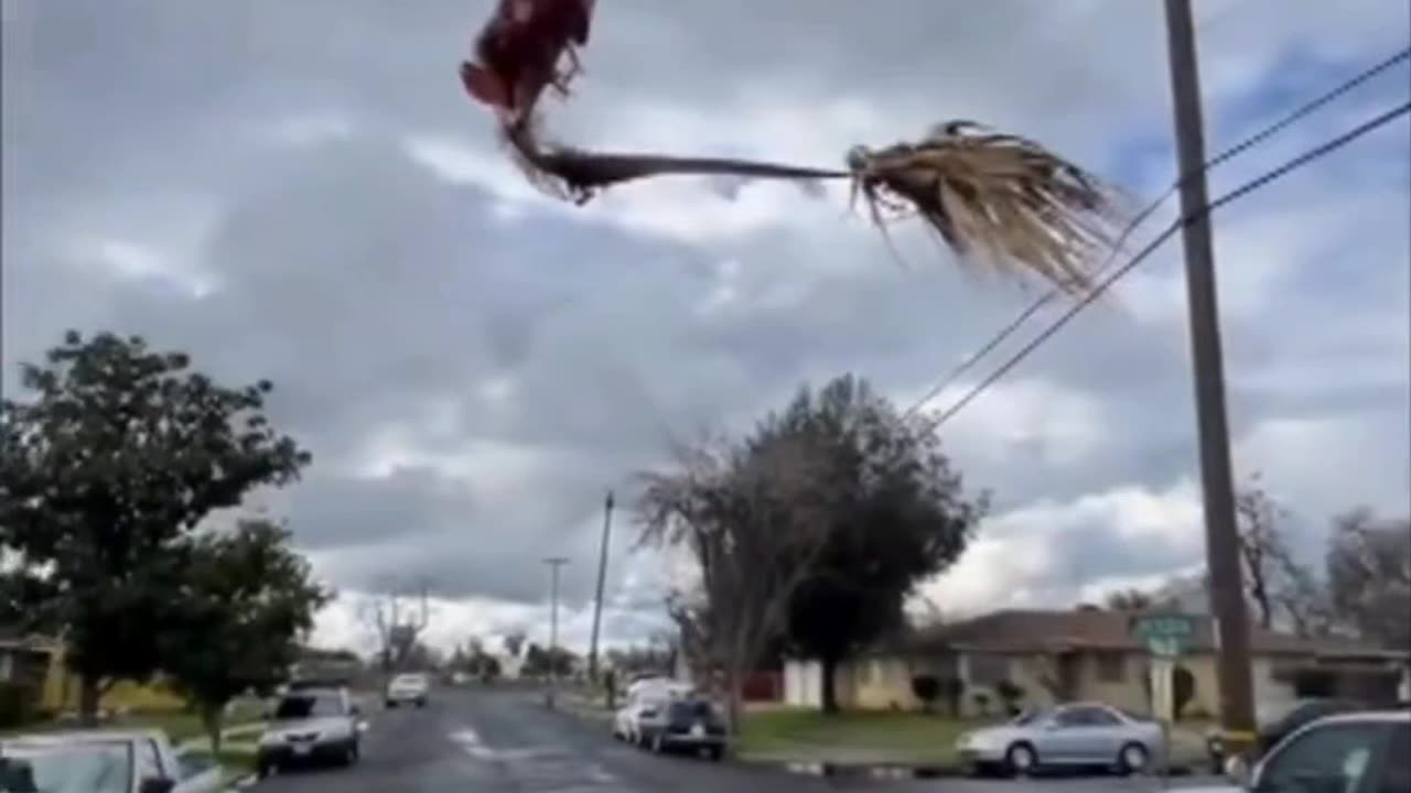 This piece of Palm tree just kept floating in mid-air all day and night...