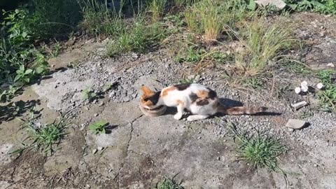 Cute female cat eating food.