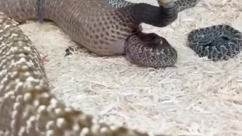 AMAZING Snake Giving Live Birth! 🤩🐍