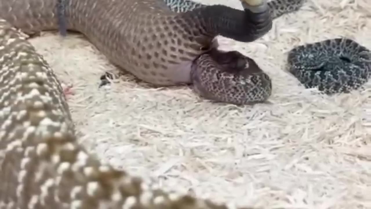 AMAZING Snake Giving Live Birth! 🤩🐍