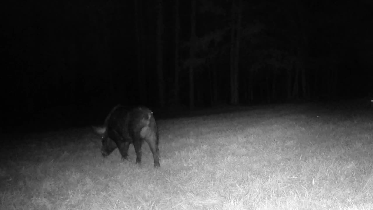 Texas Night Hog's & Deer Weekly 11/01/24