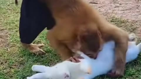 Monkey playing with rabbit 🐰🐇🐇🐰🐰🐇🐇🐰