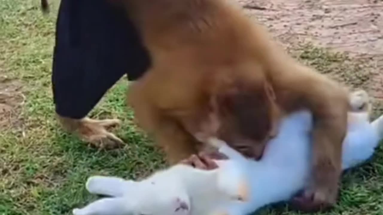 Monkey playing with rabbit 🐰🐇🐇🐰🐰🐇🐇🐰