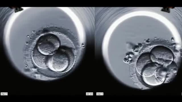 In vitro embryo development process