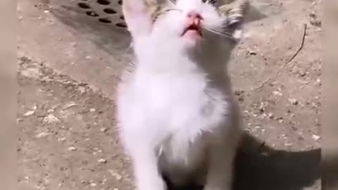 What a cute little cat. I want to get one of those. .