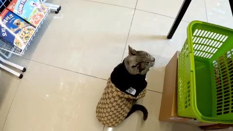 루비의 하루💛 #4k #russianblue #video #러시안블루 #러시안블루고양이 #한국고양이