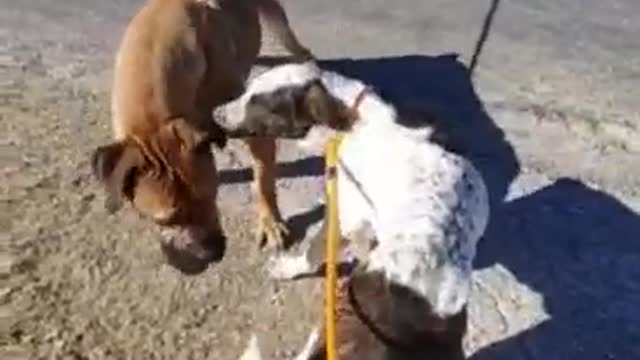 #44 December 2021 Mastiff meeting December female