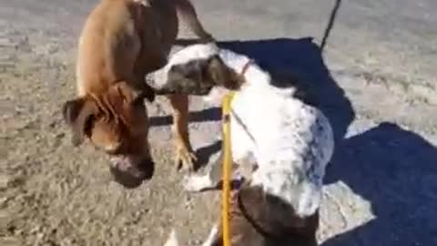 #44 December 2021 Mastiff meeting December female
