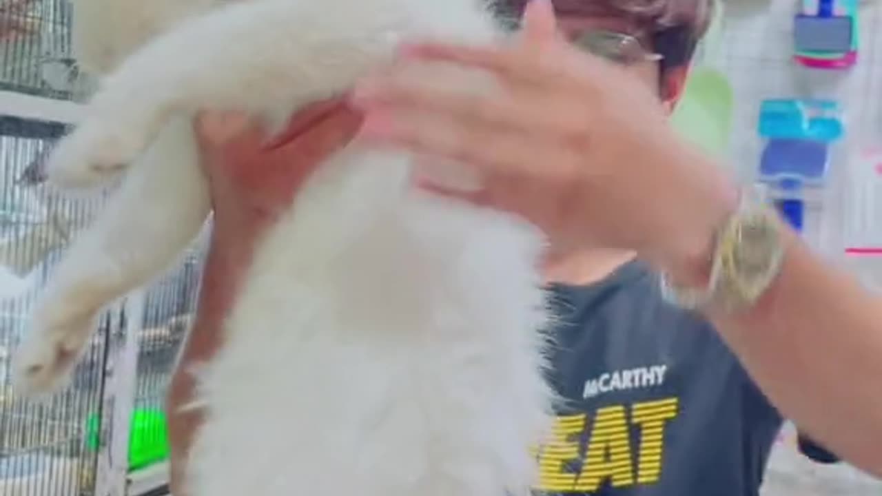 Sweet cat