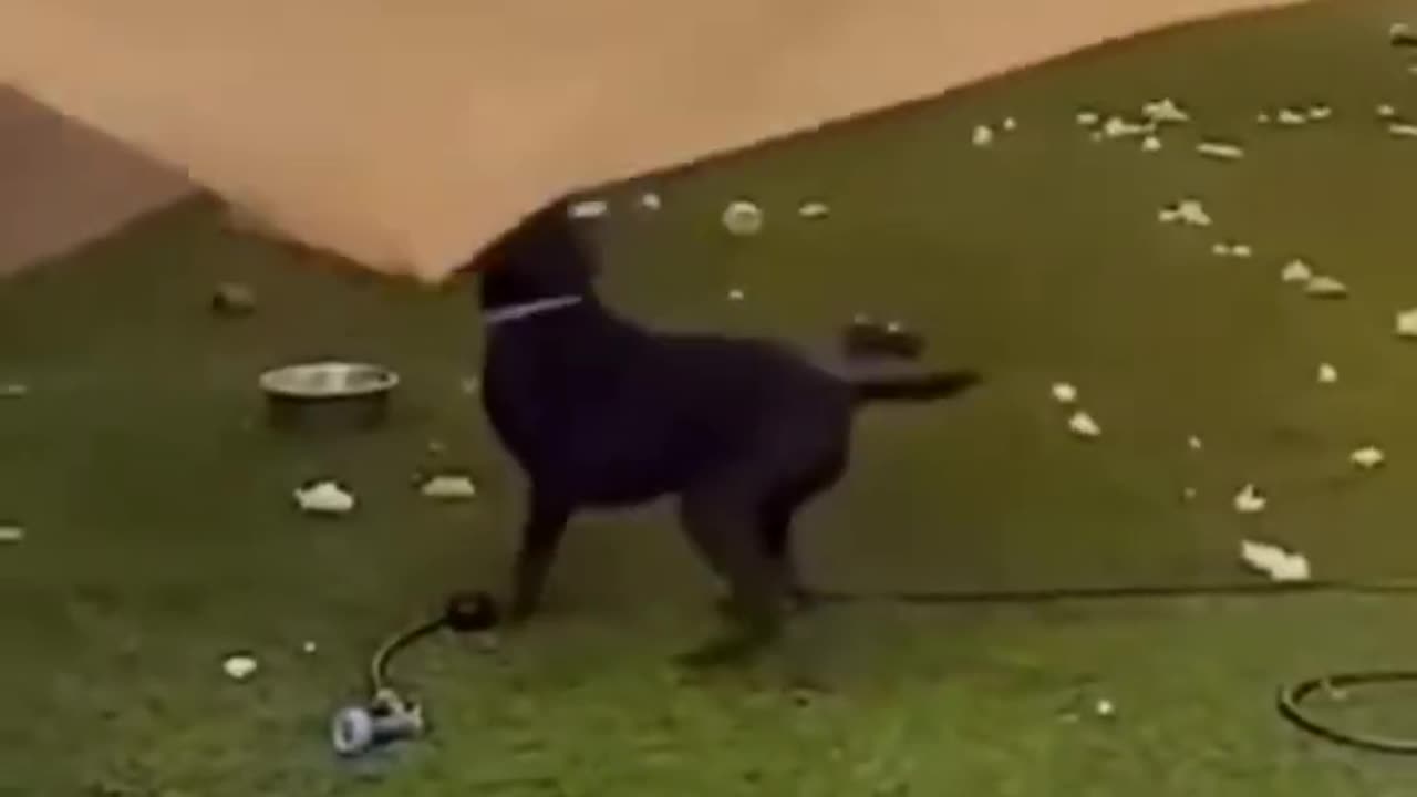Funniest Cats And Dogs Video 061