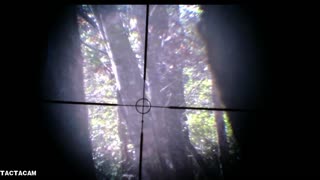 Deer With the Tactacam