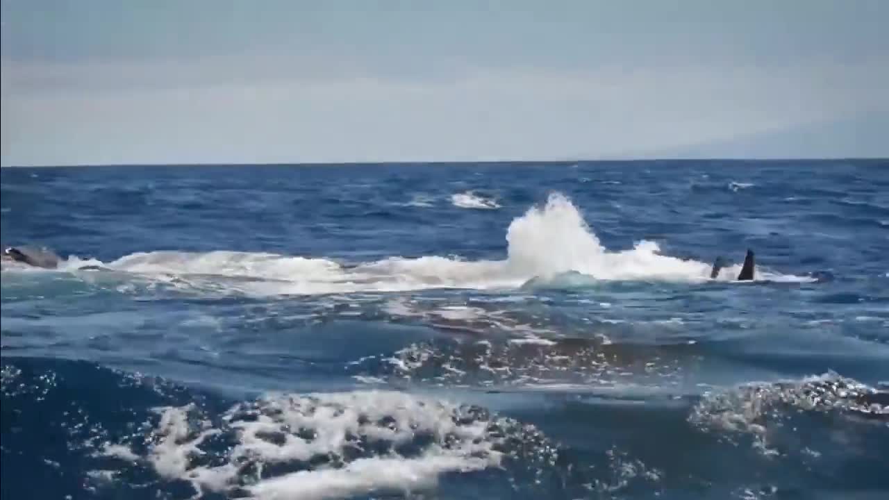 Big Whale Giving Birth