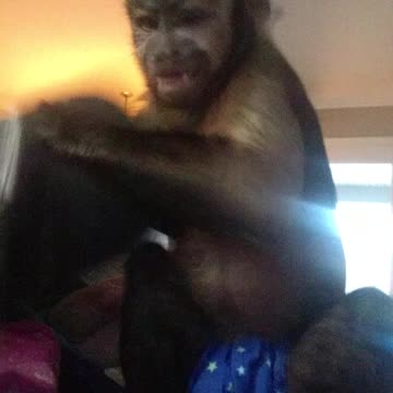 Monkey puts on human hat