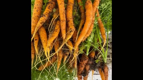 Carrot Harvest