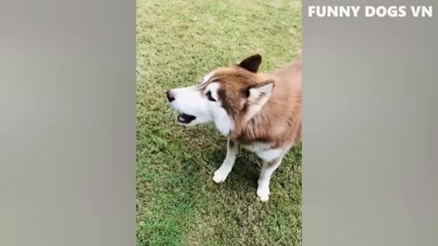 funny animal videos 2023 dogs and cats