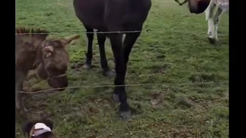 Donkey laughs as curious doggo gets zapped by electric fence