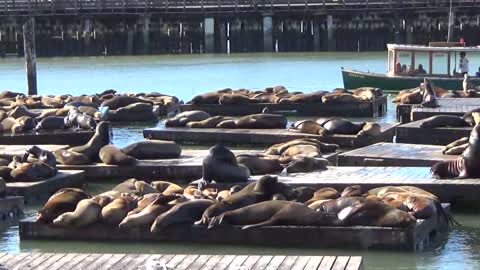 San Francisco, CA — Pier 39 - Sea Lions #1