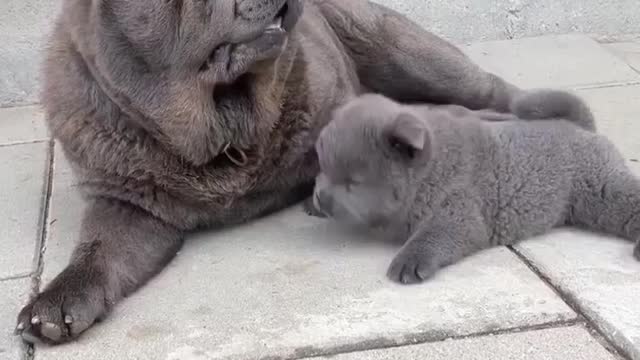 Cute black puppy with his mother