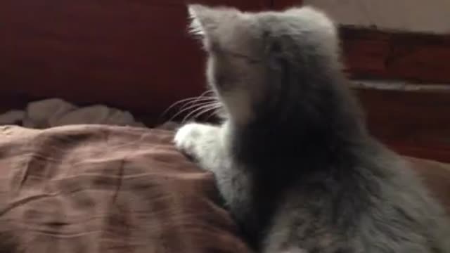 Kitten refuses to let puppy on bed