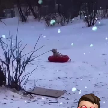 Cute puppy having fun in the snow