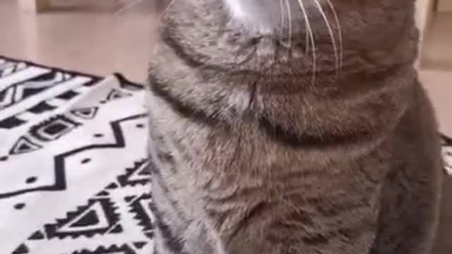 Cute & Funny Cats