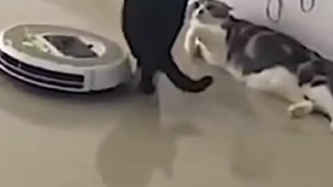 Cat lady funny videos