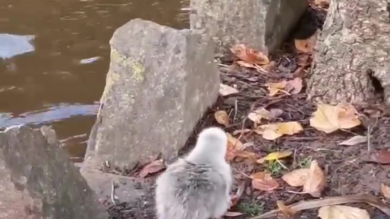 Saving #cutebirds from death. These day old cygnets need a little help to survive. #swan #nature.