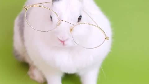 Adorable Fluffiness: A Guide to the Cutest Rabbits #shorts #cuteness #cuterabbit #cuteanimals