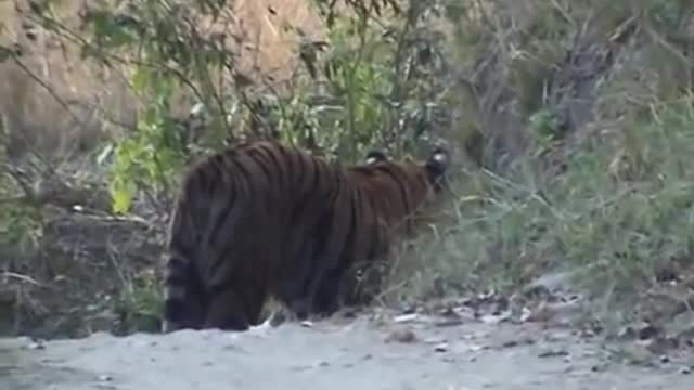 tigers Territorial Fight